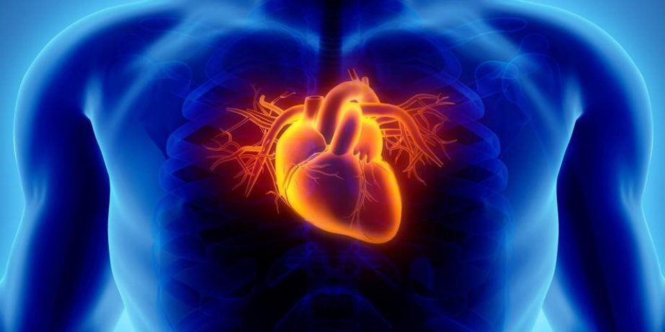 illustration 3d du coeur - une partie de l'humain organique