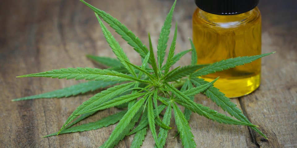 feuilles vertes de cannabis médicinal à l'huile d'extrait