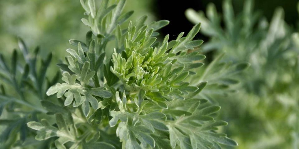 Artemisia annua : des risques cardiaques et neurologiques