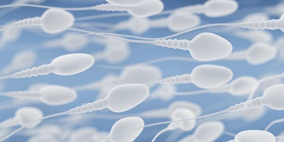Sperme : des bactéries qui nuisent à la fertilité ? 