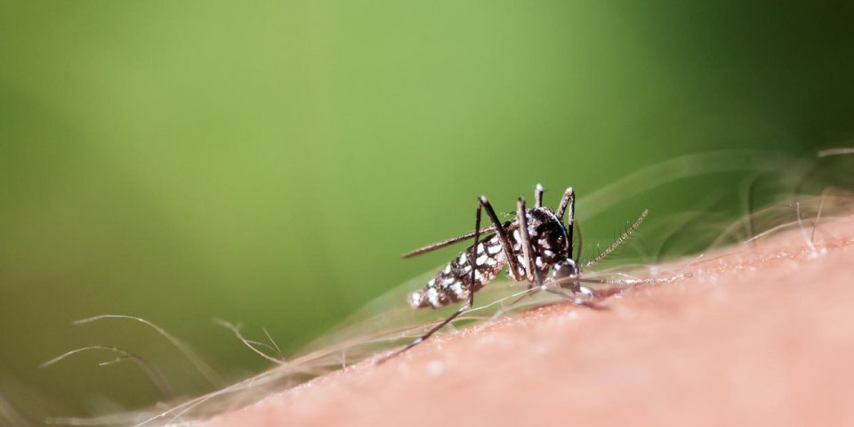 tiger mosquito sucking blood on human hand