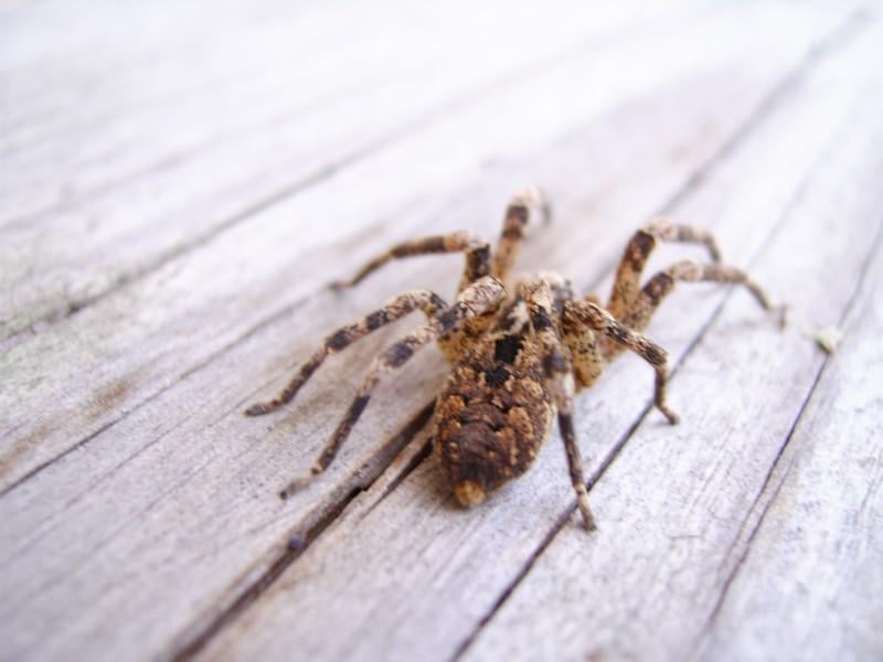 Regarder ces films aiderait à vaincre sa phobie des araignées