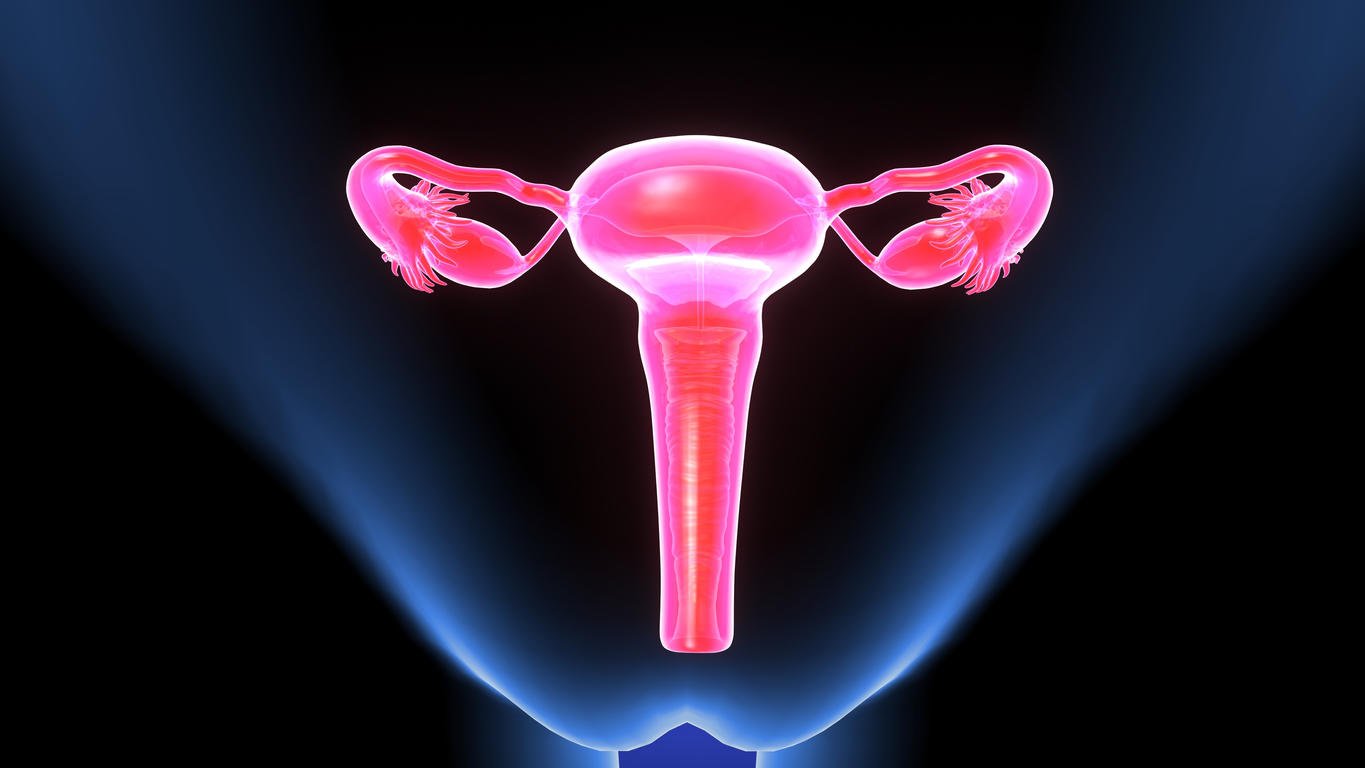P nis Vagin Ovaires Les D tails De L appareil Reproducteur p-nis-vagin-ovaires-les-d-tails-de-l-appareil-reproducteur