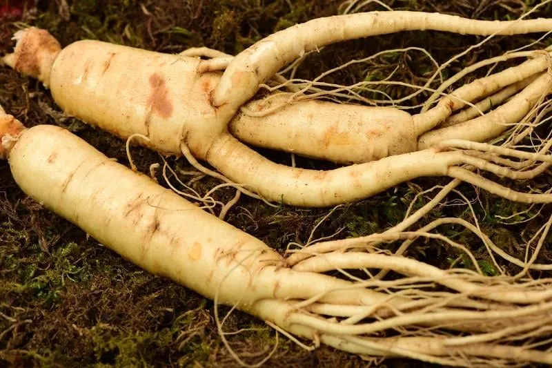 ginseng that has just been dug out in the soil