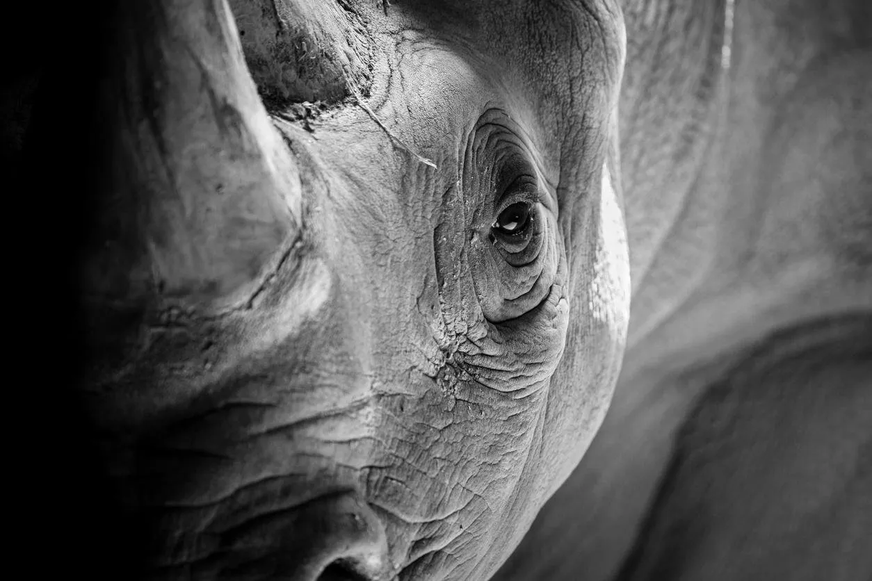 an up close and detailed portrait of a rhino in contrasting light and shadows
