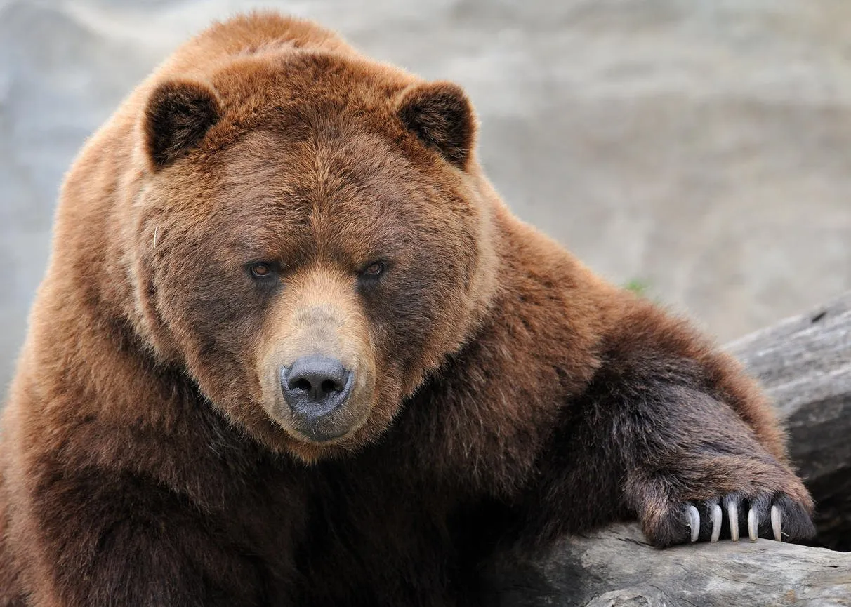 grizzly bear (ursus arctos horribilis) portrait