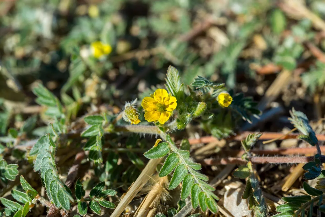 leaves and flowers of tribulus terrestris it is native to warm temperate and tropical regions of the old world it is widely used as food supplement photo taken in ciudad real province, spain
