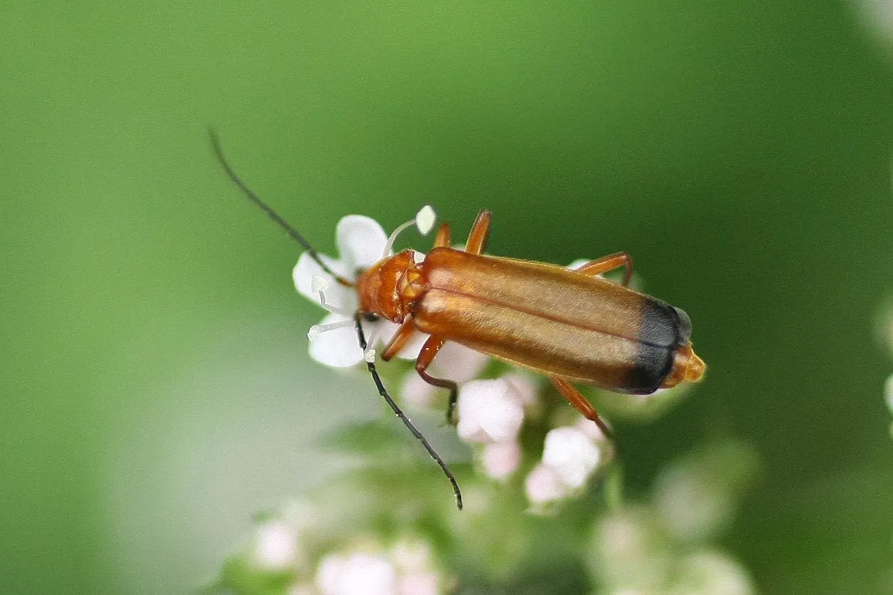 téléphore fauve --- cantharide fauve (rhagonycha fulva)