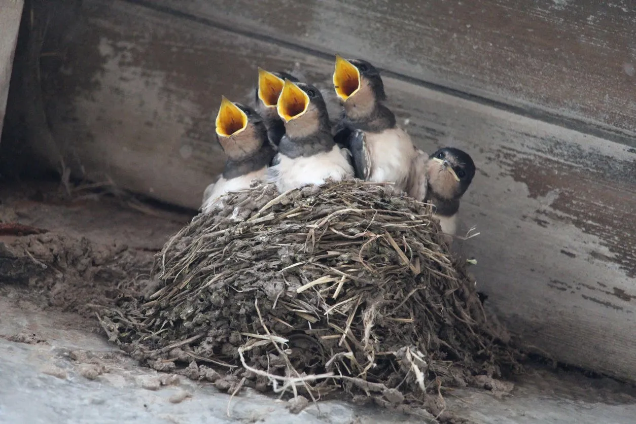 five swallows in nest waiting for food