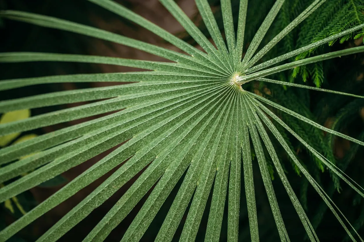 green leaves of chamaerops humilis in botanical garden