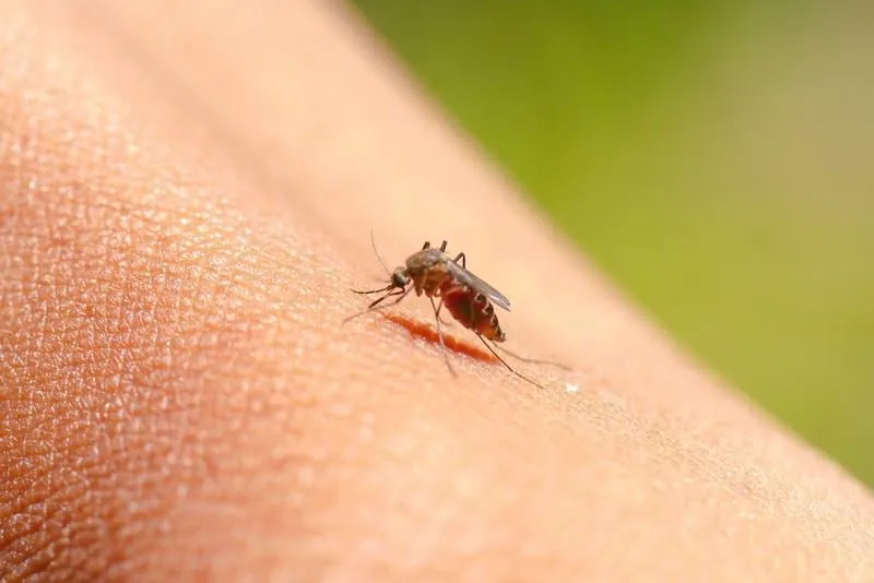 close-up of a mosquito sucking blood in rainforests