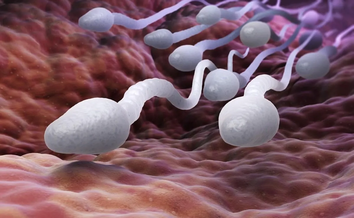 male sperm cells 3d illustration