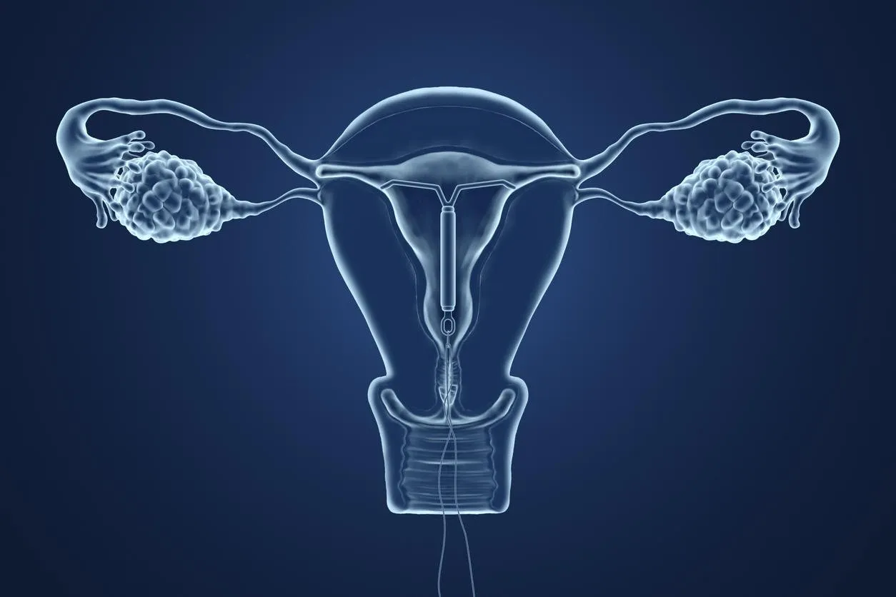 3d rendered illustration of an x-ray of the uterus on a blue background