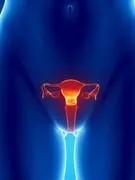 vue antérieure, de, utérus, trompe de fallope, ovaire, col de l'utérus