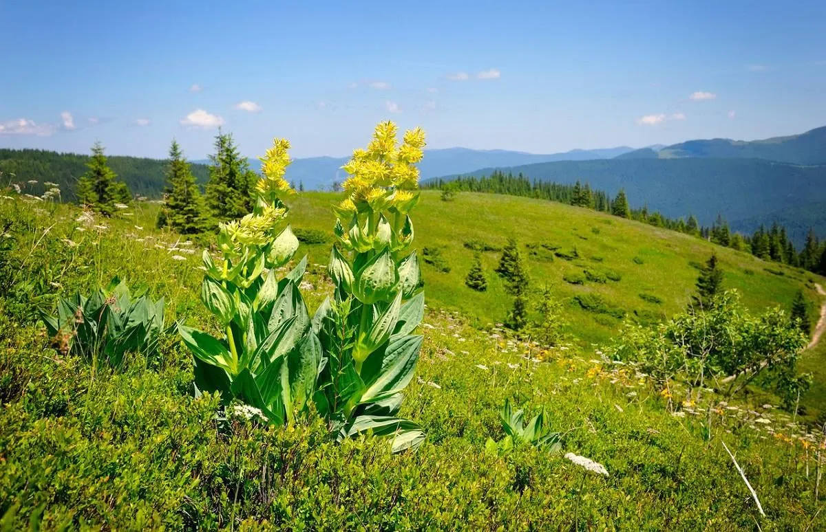 gentiane (gentiana lutea) sur fond de montagnes et de ciel bleu