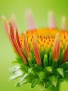 échinacée en bouton