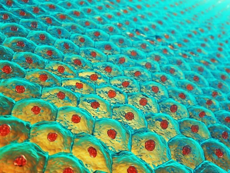 human skin cells , skin anatomy illustration