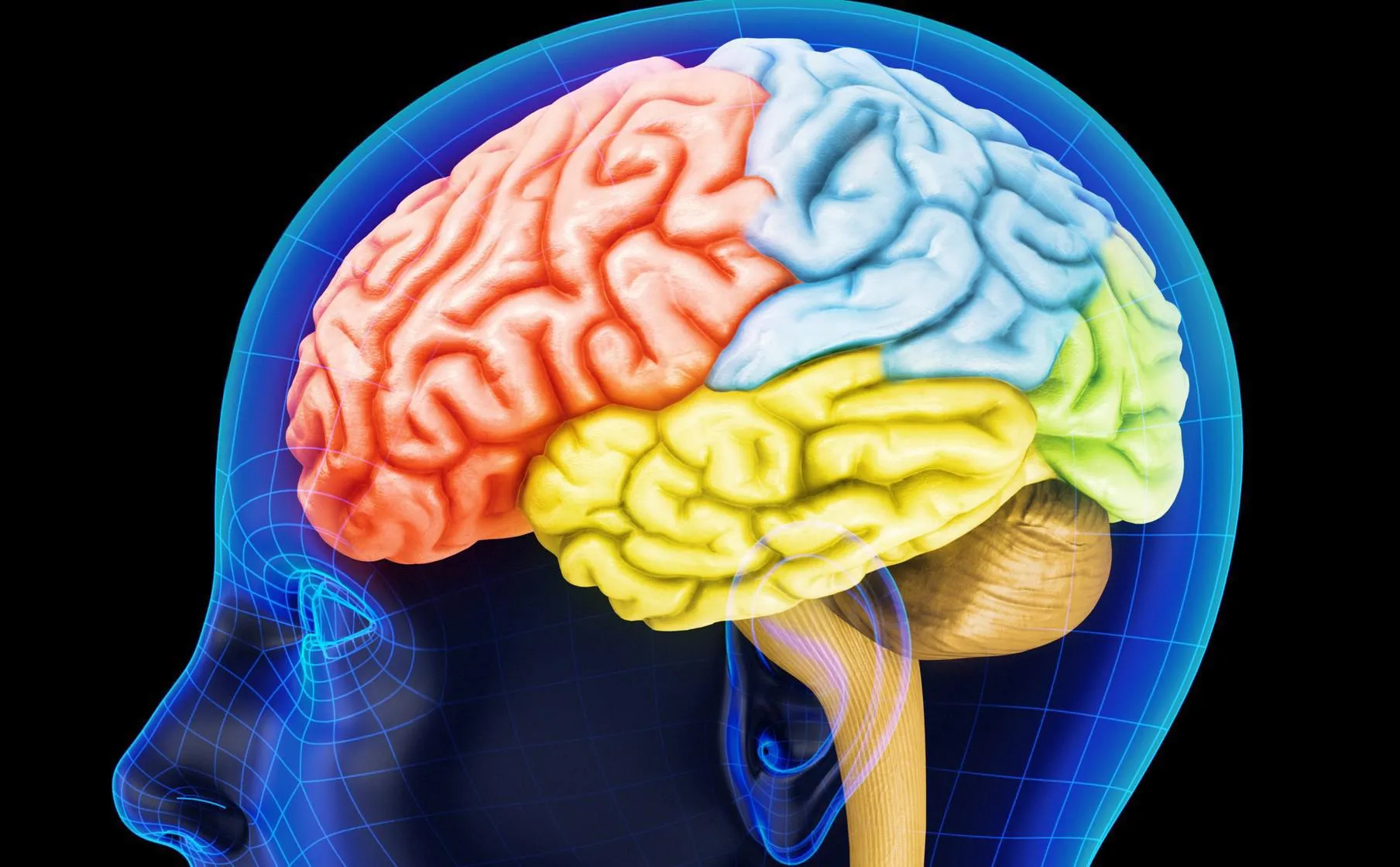 rendu 3d de très haute résolution d'un cerveau humain