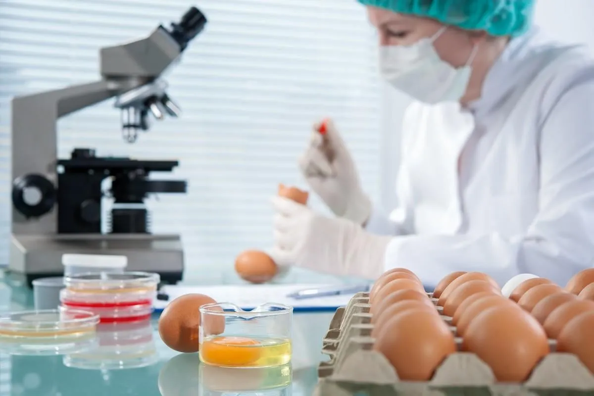 quality control expert inspecting at chicken eggs in the laboratory