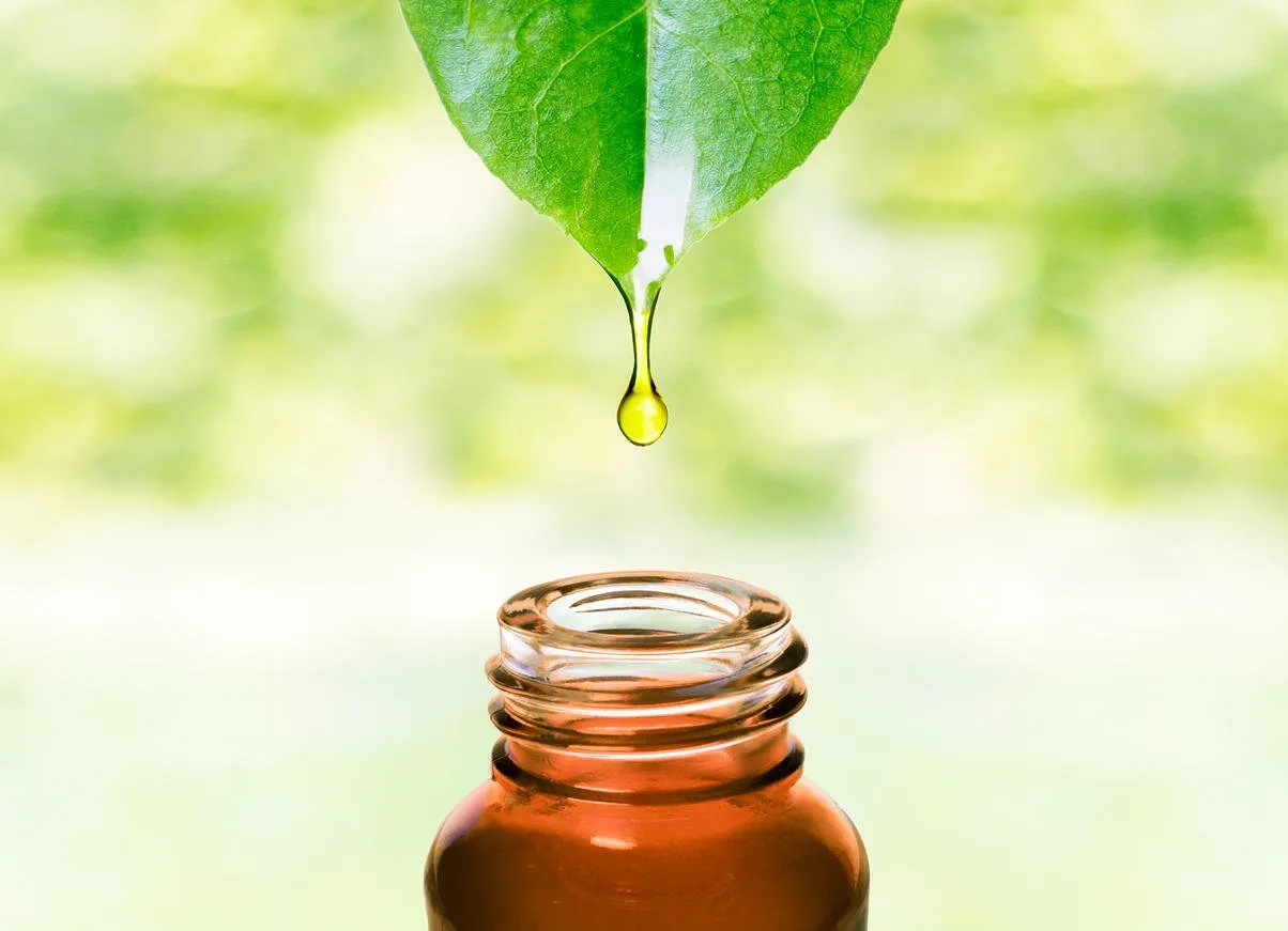 essence water or oil dripping from a leaf to the bottle natural skin care, alternative medicine image