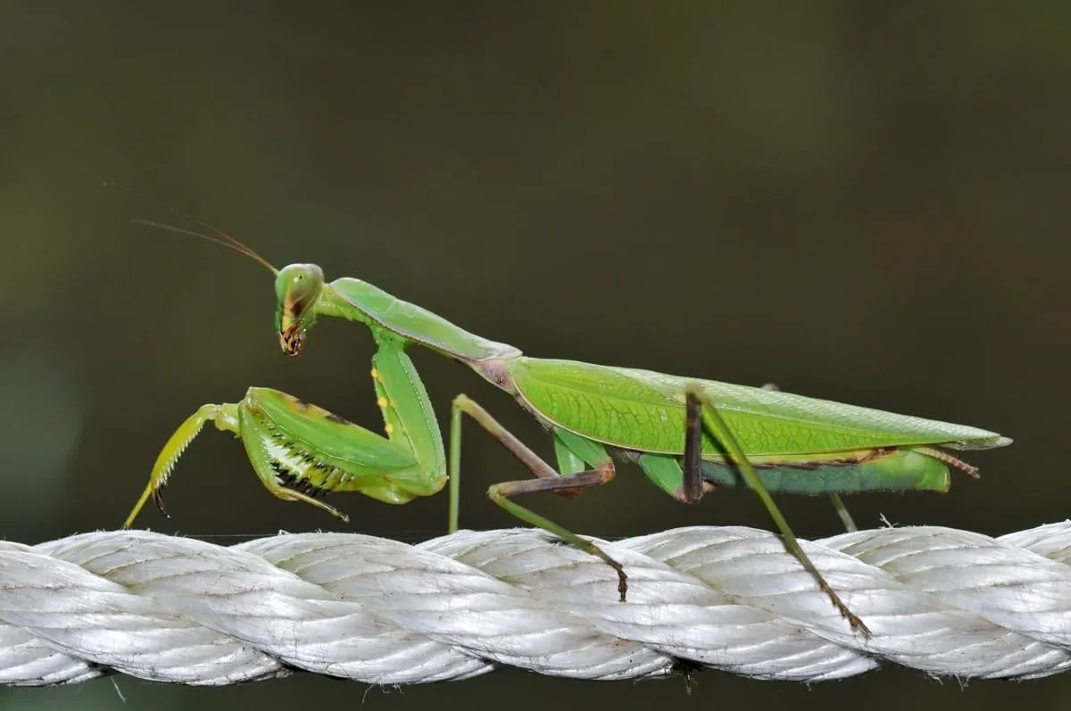 ロープに留ったカマキリ