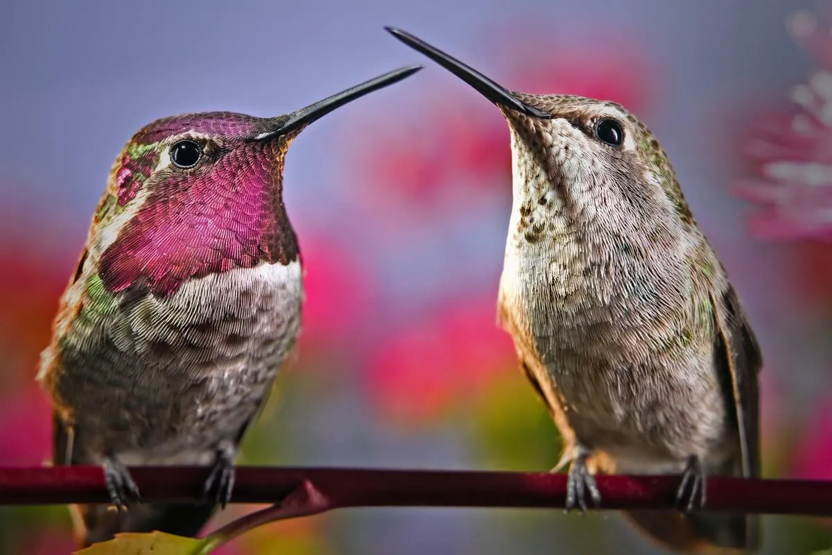 two hummingbirds stand next to each other on a twig with flowers in background
