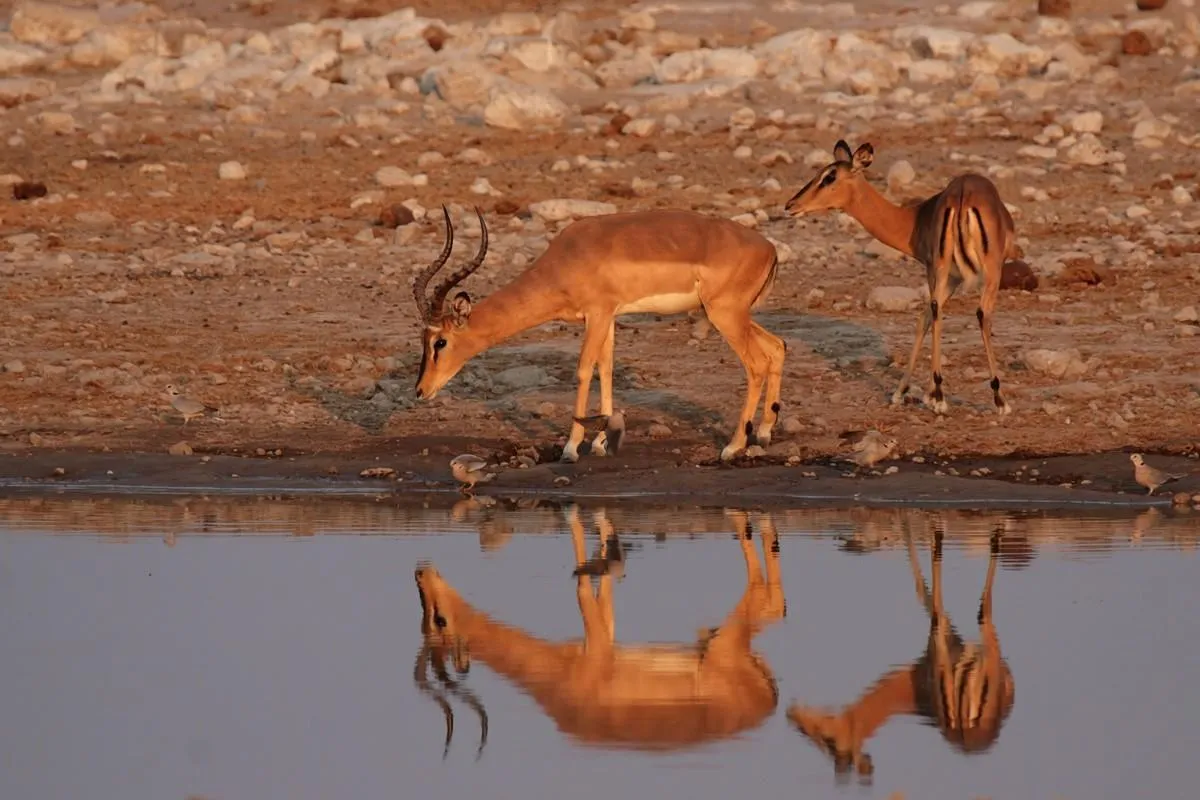 zwei impalas am wasserloch im etosha nationalpark, namibia