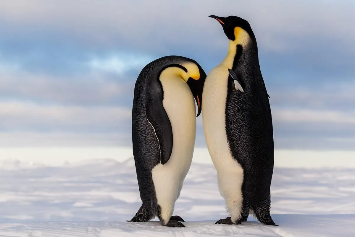 emperor penguin crying on friend's breast