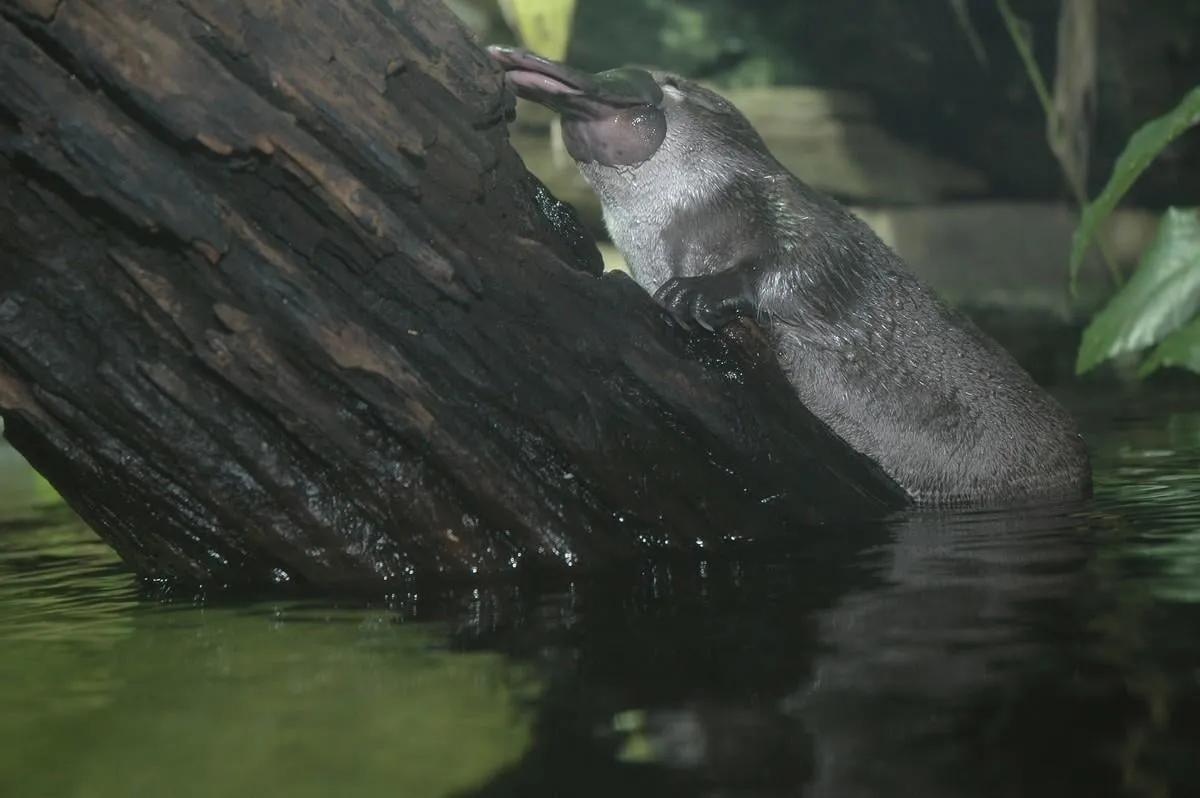 ornithorhynchus anatinus   ornithorynque