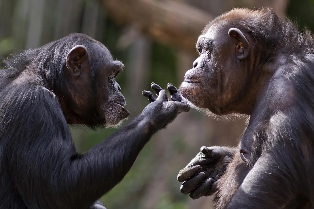 chimpanzee checks out the chin of another chimp