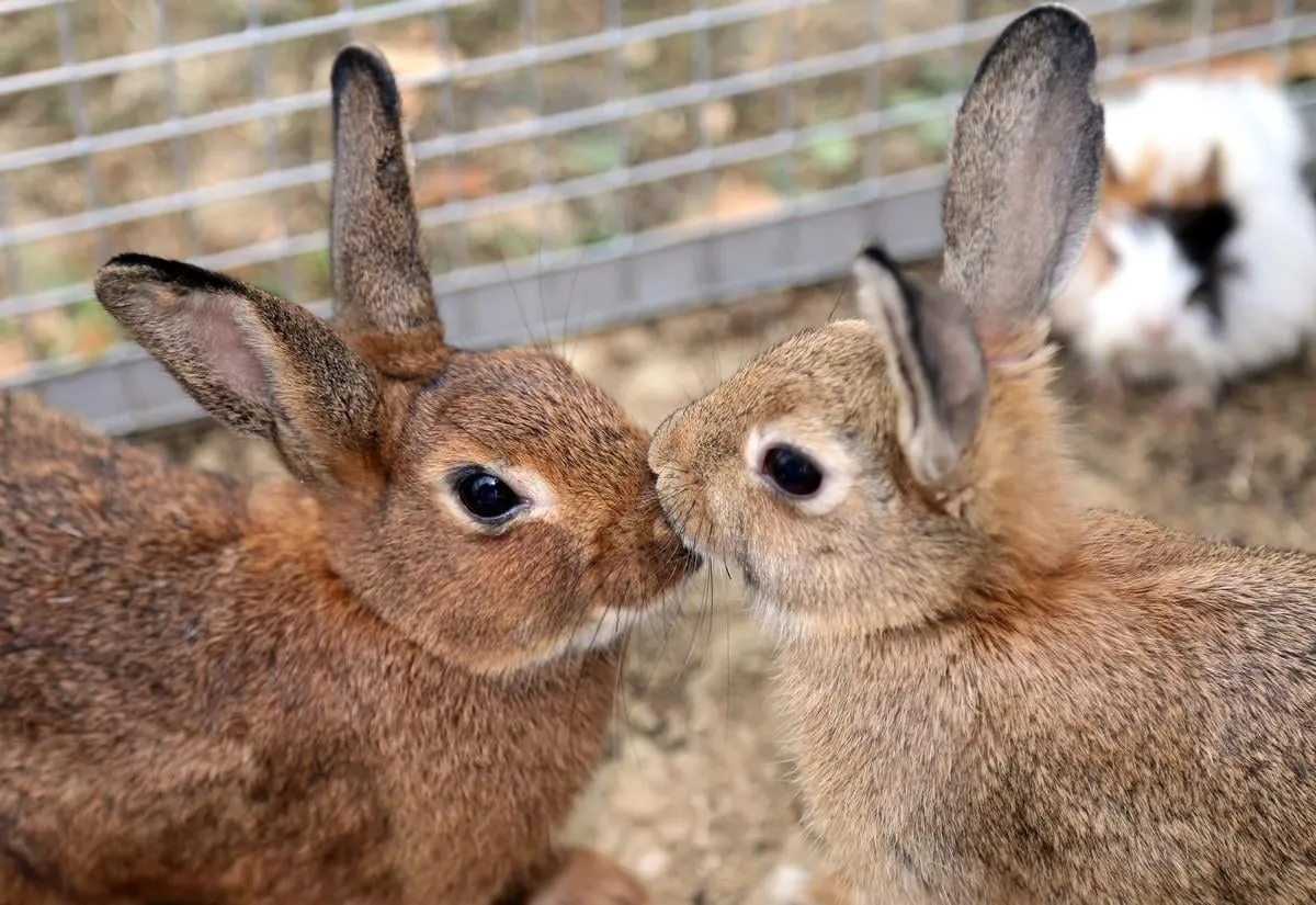 couple of young rabbits while they give you a kiss