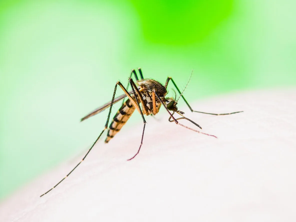 yellow fever, malaria or zika virus infected mosquito insect macro on green background