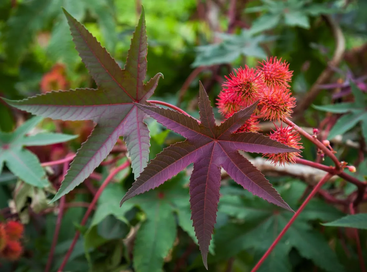 plante d'huile de ricin avec des fruits rouges piquants et des feuilles colorées