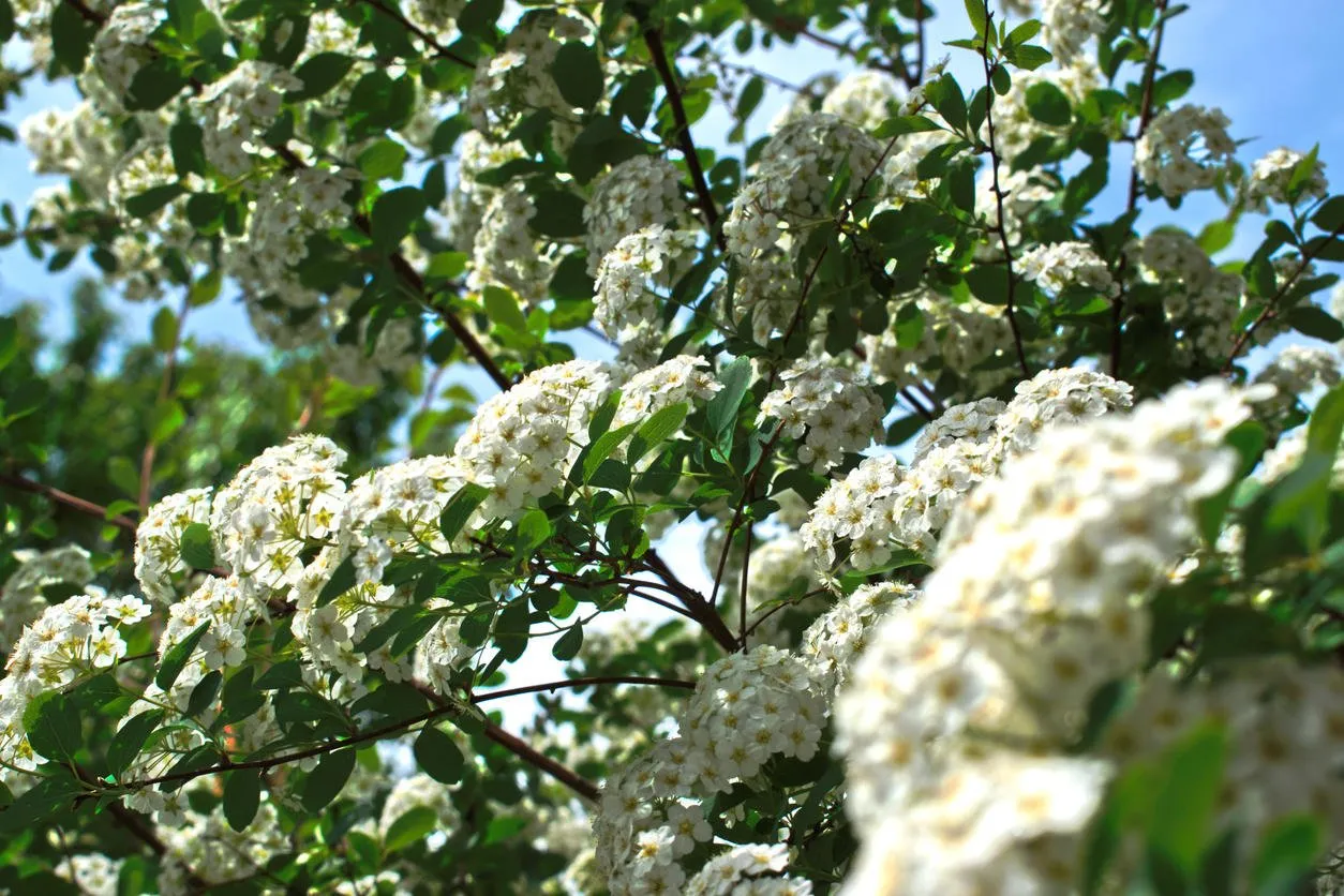closeup of small white flowers