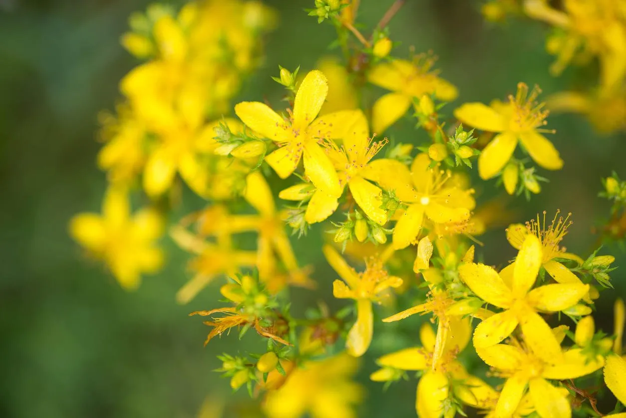 closeup to st john's wort flowers selective focus