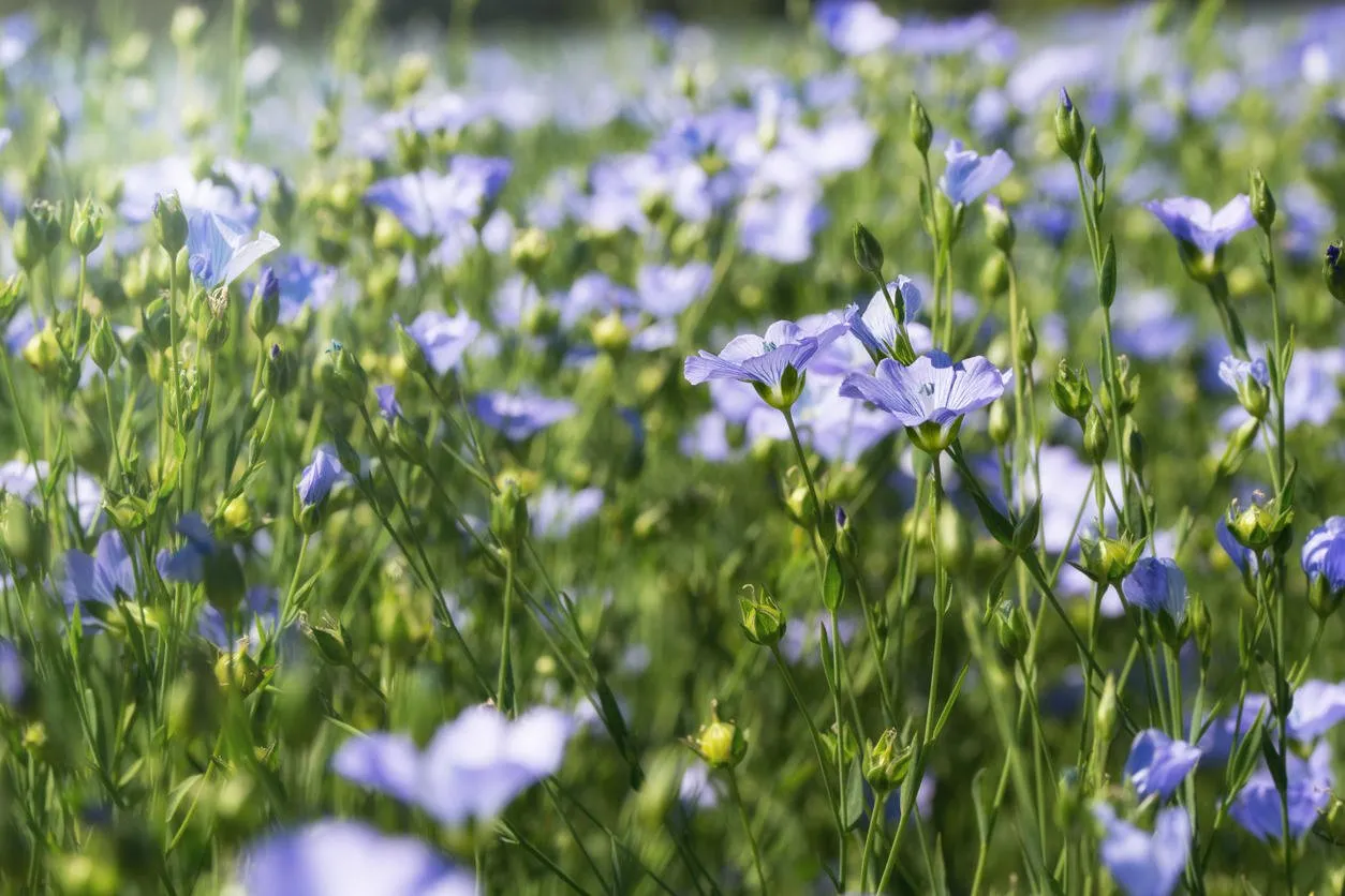 field of flowering blue and green flax flowers, nature background
