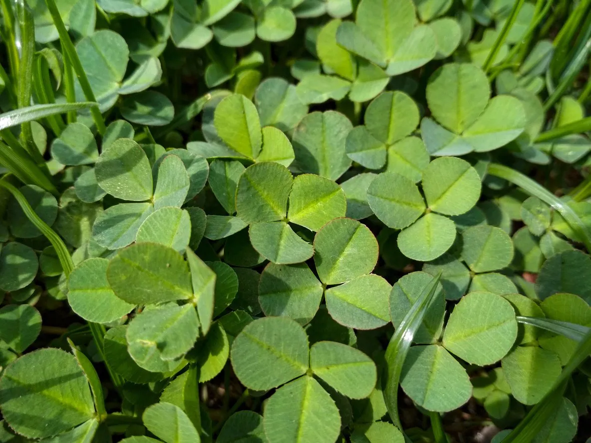 lot of fresh green clover background lucky irish four leaf clover st patricks day