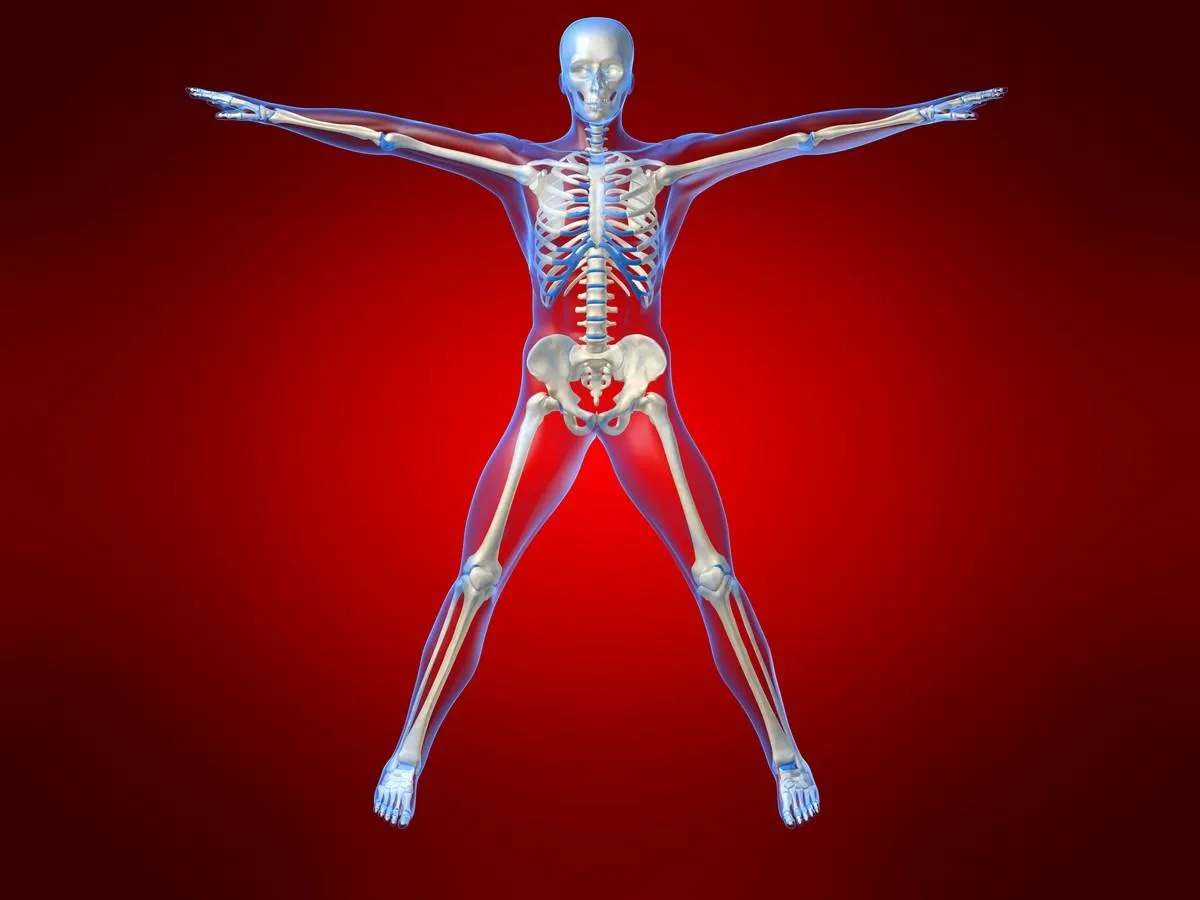 menschliches skelett
