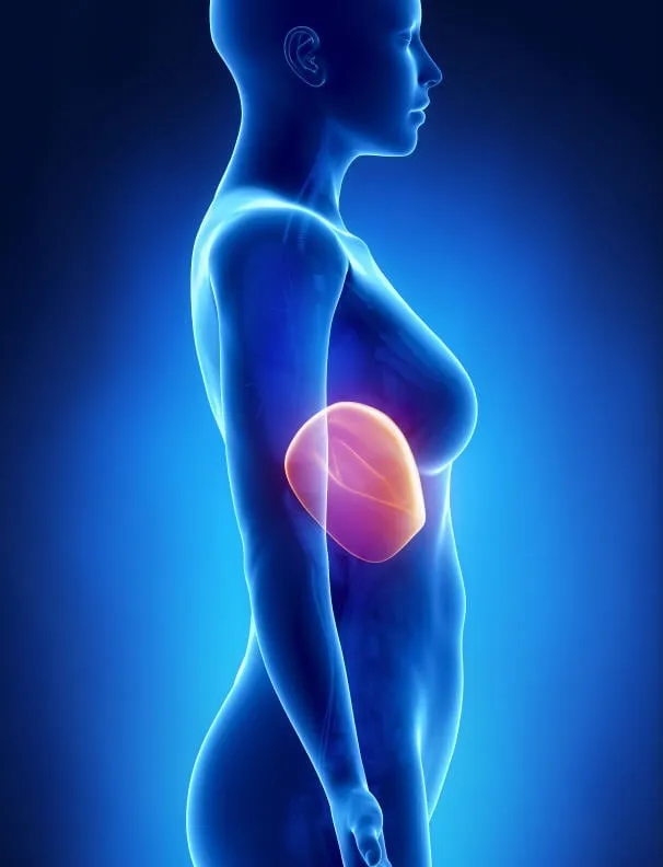 anatomie du foie féminin radiographie vue gauche