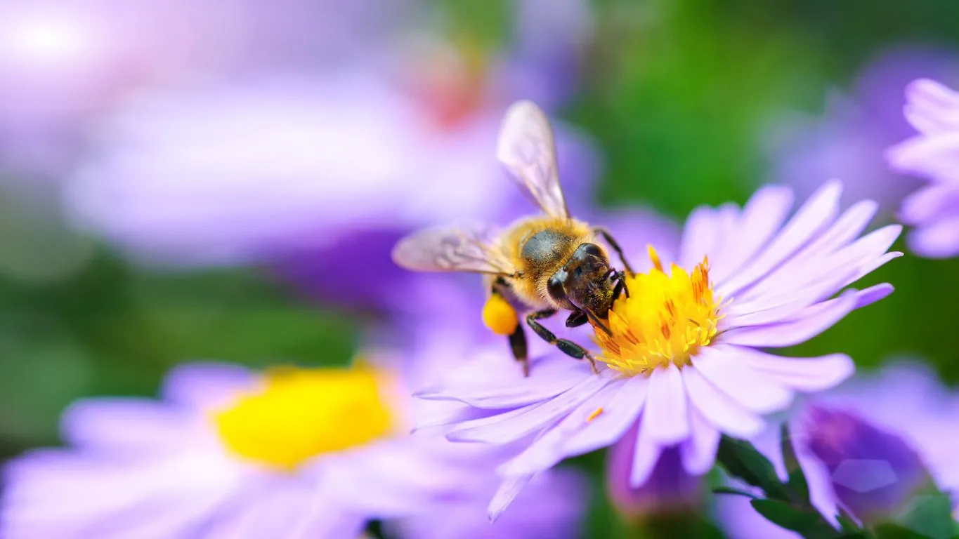 bee gathers the flower under rays of sun