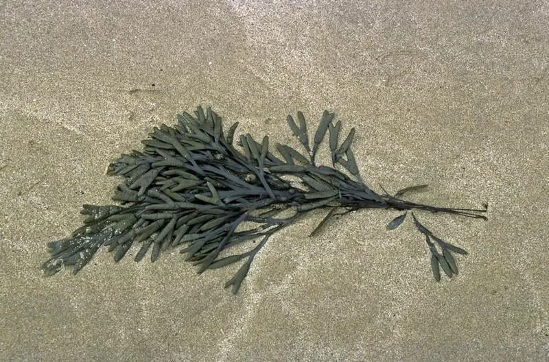 algue, varech viseculeux, fucus vesiculosus