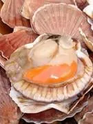 noix de saint jacques