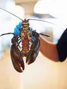 gros plan d'un homard détenu par un homme