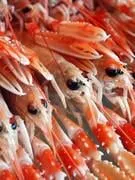 langoustines fraîches