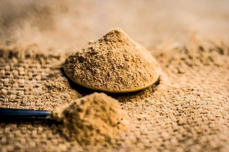 close up of powder of babool fruit,acacia nilotica linn powder on gunny background is beneficial & ayurvedic medicine for tooth problems