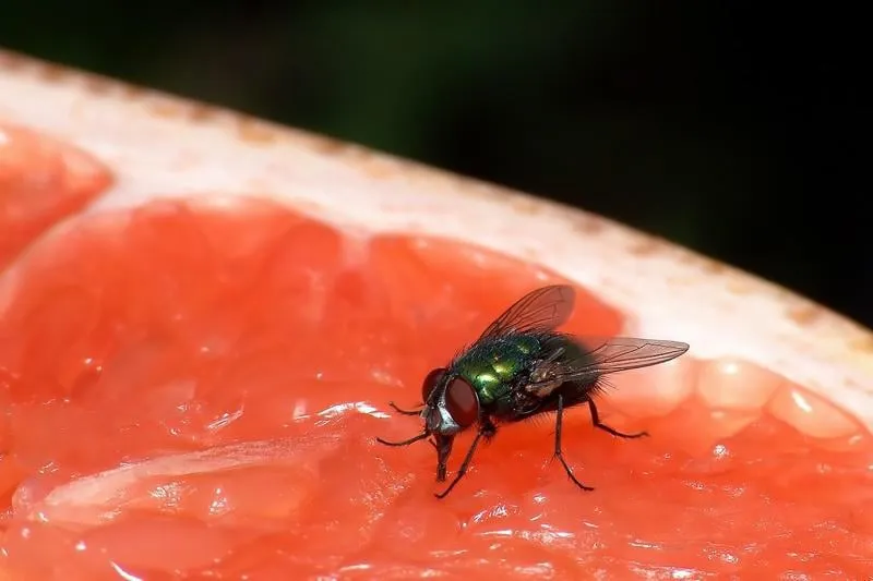 une mouche se nourrissant d'un pamplemousse frais très visible