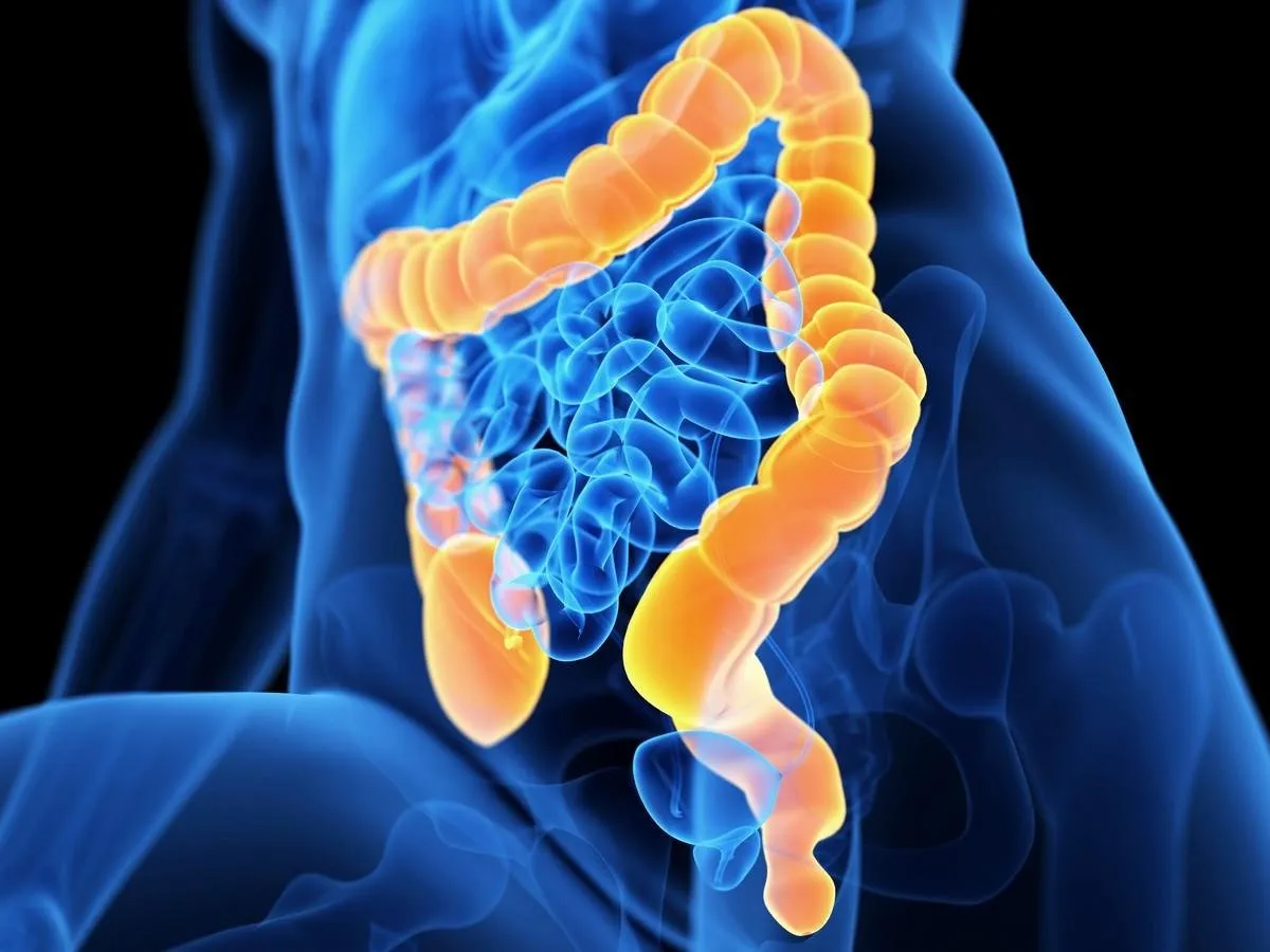 medical 3d illustration of the colon