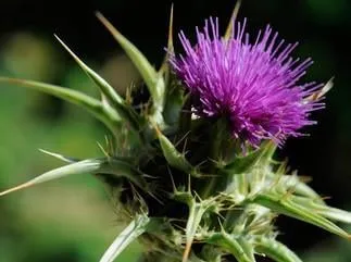 inflorescence de chardon-marie