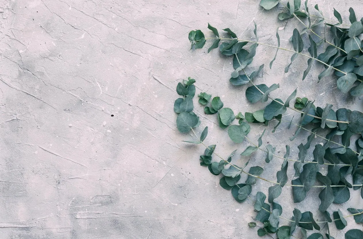 vintage background with eucalyptus leaves over grey background flat lay copy space