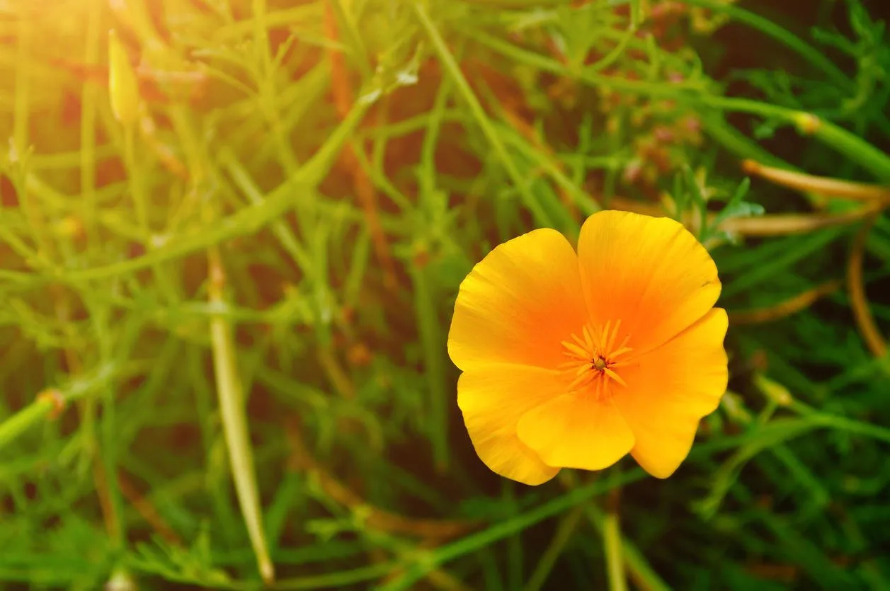 californie pavot fleur - en latin eschscholzia californica - dans la prairie sous une chaude lumière ensoleillée - fond floral d'été mise au point sélective à la fleur